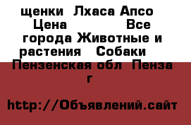 щенки  Лхаса Апсо › Цена ­ 20 000 - Все города Животные и растения » Собаки   . Пензенская обл.,Пенза г.